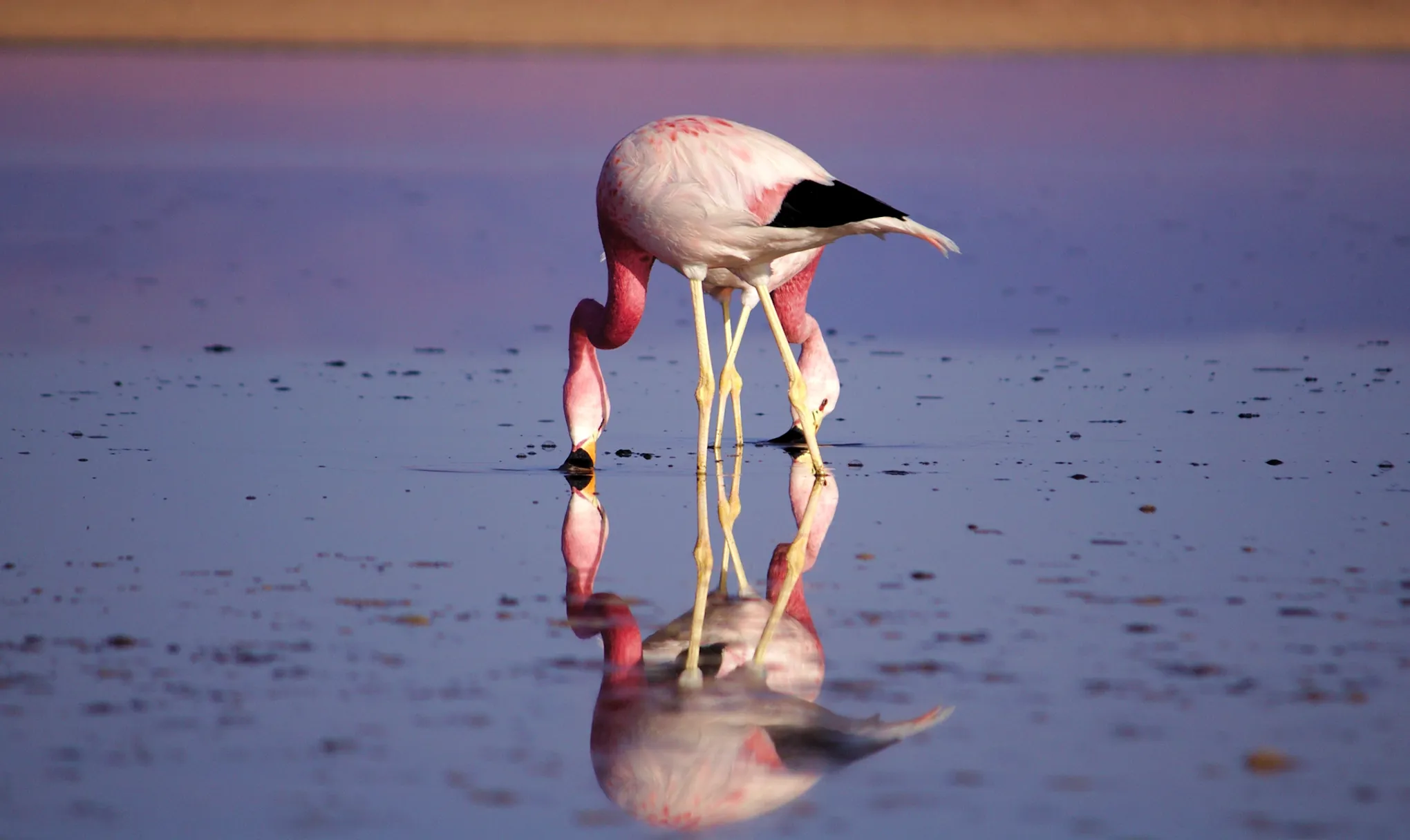 Flamencos